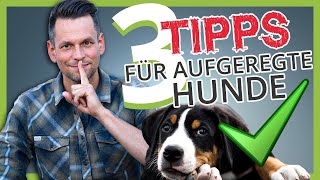 AUFGEREGTER HUND 3 Tipps wie du deinen Hund zur RUHE bekommst [upl. by Ahseiat635]