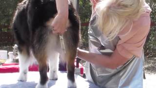 Groom you Australian Shepherds hockstail and britches [upl. by Ecilayram529]