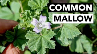 Wild Edibles with Sergei Boutenko Common Mallow–Malva Parviflora is a Relative of Okra [upl. by Truk]