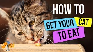 How To Get a Cat to Eat  13 Steps to GUARANTEED Success  Cat Health Vet Advice [upl. by Schecter952]