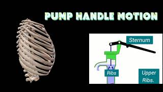 Pump Handle Motion and Bucket Handle Motion  Thorax Movement [upl. by Mastat]