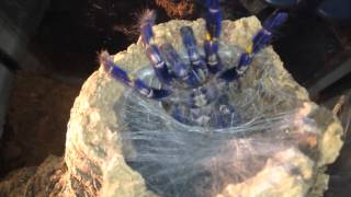 Gooty Sapphire Ornamental Poecilotheria Metallica feeding [upl. by Allwein]