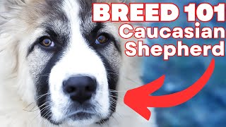 CAUCASIAN SHEPHERD 101 Everything You Need To Know About The CAUCASIAN SHEPHERD [upl. by Vas549]