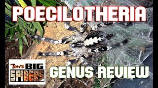 Poecilotheria  Genus Review [upl. by Sihunn]