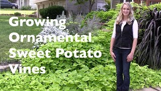 Growing Ornamental Sweet Potato Vines [upl. by Treblih885]