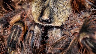 Poecilotheria ornata sling feeding [upl. by Nnylorac]