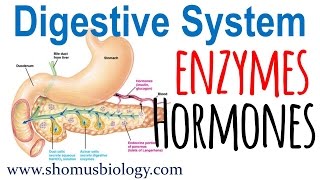 Digestive enzymes and hormones [upl. by Mcclary]