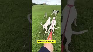 Dogo Argentino vs Cane Corso Fight [upl. by Hyacinth]