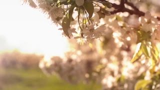 HAVASI — Spring Wind  Cultural Bridge Symphony Official Video [upl. by Marvella739]