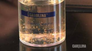 How to Care for Daphnia [upl. by Zia]