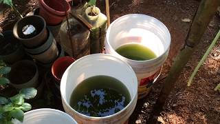 How to grow Green Water Algae [upl. by Thema]