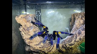 Poecilotheria metallica Gooty Sapphire Ornamental Rehouse and care [upl. by Errecart]