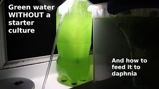 Green Water WITHOUT a Starter Culture  From Scratch  How To [upl. by Arnaud]