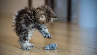 Funny Kittens 🐱😺 Funny Playful Kittens Full Funny Pets [upl. by Aremus734]