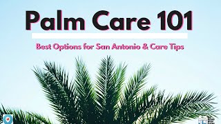 Palm Care 101 [upl. by Adna]