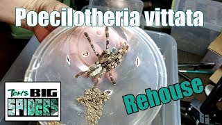 Poecilotheria vittata Rehousing [upl. by Amzu]