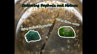 How To Culture Daphnia and Moinas using Green Water Spirulina powder [upl. by Adnol140]