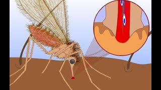 Leishmaniasis life cycle [upl. by Kieran364]