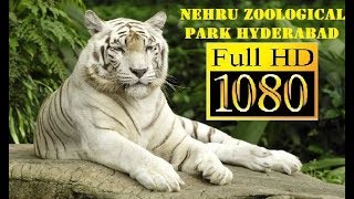 NEHRU ZOOLOGICAL PARK HYDERABAD  COMPLETE TOUR [upl. by Ancalin803]