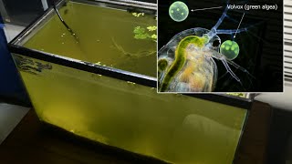 Raising Daphnia for the Freshwater Aquarium [upl. by Aikaz]