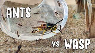 EPIC BATTLE  tiny ants vs WASP happy ending [upl. by Llaccm]