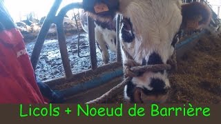 Faire un Licol  Noeud de Barrière  Pour Bovins [upl. by Rehtnug]