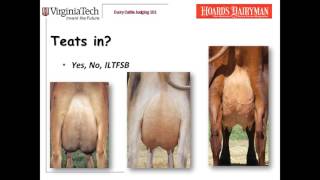 Dairy Judging 101  udders [upl. by Carolyne619]