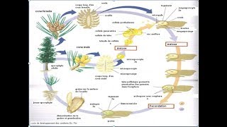 cycle de vie des gymnospermes botanique [upl. by Leatri]