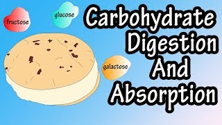 Carbohydrate Digestion And Absorption  Carbohydrate Metabolism [upl. by Hylan]