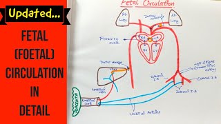 Abruptio Placentae vs Placenta Previa Nursing NCLEX Symptoms Causes Management Placental Abruption [upl. by Ena331]