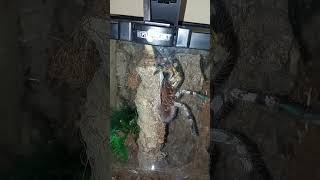 Poecilotheria Fasciata TARANTULA FEEDING [upl. by Schlessinger]