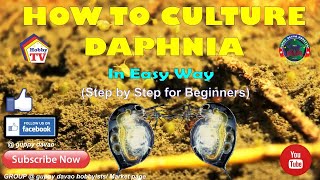 HOW TO CULTURE DAPHNIA In Easy Way [upl. by Ahsinotna]