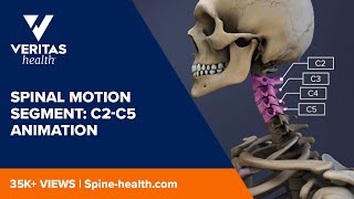 Spinal Motion Segment C2C5 Animation [upl. by Alyaj]