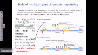 Genomic imprinting [upl. by Eizzil]