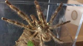 Breeding Poecilotheria regalis Part 1 [upl. by Ainak]