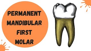 Permanent Mandibular First Molar  Dental Anatomy [upl. by Felty818]